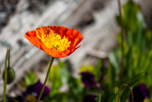 A bright yellow, orange, and red arctic poppy stands out against a blurry background